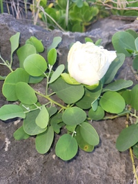 Capparis sandwichiana