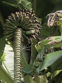Musa ×paradisiaca