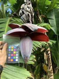 Musa ×paradisiaca