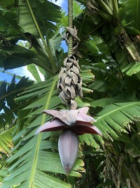 Musa ×paradisiaca