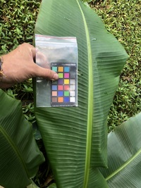 Musa ×paradisiaca