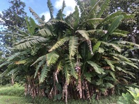 Musa ×paradisiaca