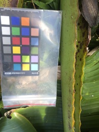 Musa ×paradisiaca