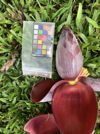Musa ×paradisiaca