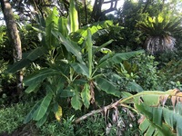 Musa ×paradisiaca