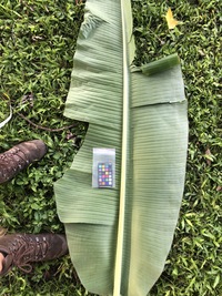 Musa ×paradisiaca