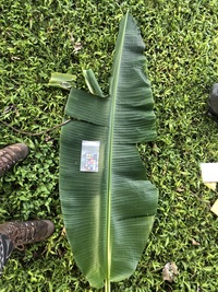 Musa ×paradisiaca