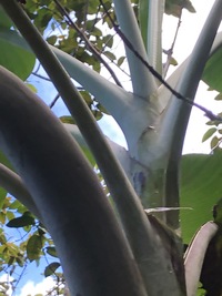 Musa ×paradisiaca