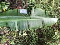 Musa ×paradisiaca