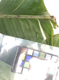 Musa ×paradisiaca