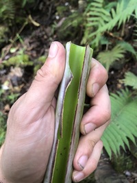 Musa ×paradisiaca