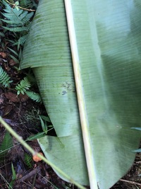 Musa ×paradisiaca