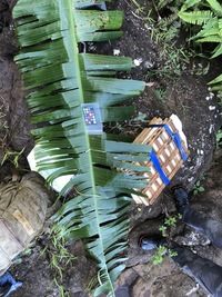 Musa ×paradisiaca