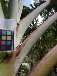 Musa ×paradisiaca