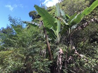 Musa ×paradisiaca