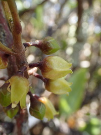 Melicope anisata