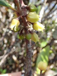 Melicope anisata