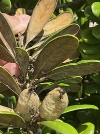 Pittosporum halophilum