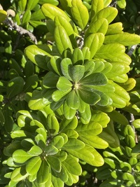 Pittosporum halophilum