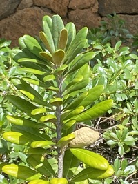 Pittosporum halophilum