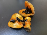Pittosporum halophilum