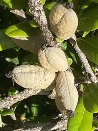 Pittosporum halophilum
