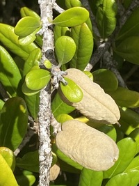 Pittosporum halophilum