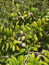 Pittosporum halophilum