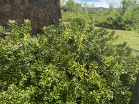 Pittosporum halophilum