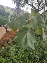 Kokia drynarioides