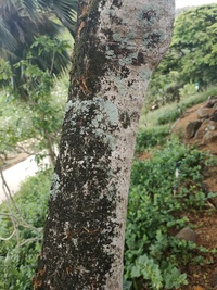 Kokia drynarioides