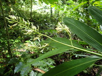 Alpinia pubiflora