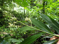 Alpinia pubiflora