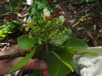 Intsia bijuga