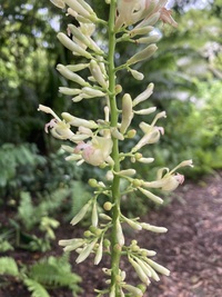 Alpinia pubiflora