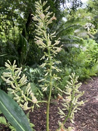 Alpinia pubiflora