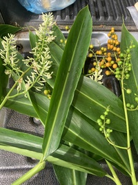 Alpinia pubiflora