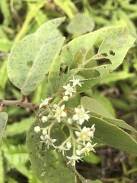 Commersonia bartramia