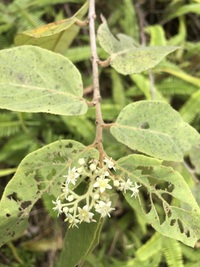 Commersonia bartramia