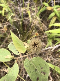 Commersonia bartramia