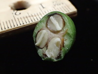 Planchonella sp.