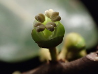 Planchonella sp.