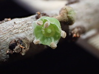 Planchonella sp.