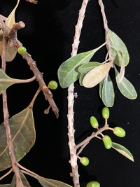 Planchonella sp.