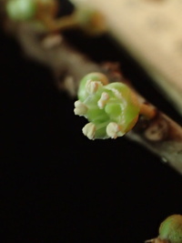 Planchonella sp.