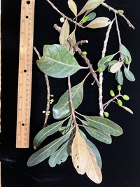 Planchonella sp.