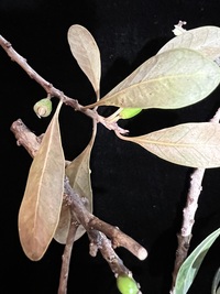Planchonella sp.