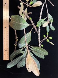 Planchonella sp.