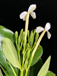 Fagraea ksid