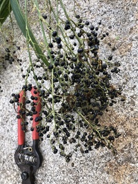 Joinvillea ascendens subsp. glabra